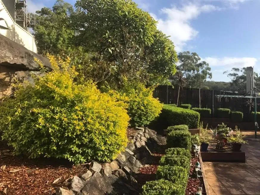 Pruned shrubs and small trees above a mulched rockery