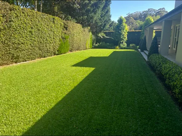Side lawn mowed between a tall hedge and a rendered house